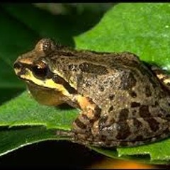 Hollywood Jungle Serenade - Pacific Chorus Frogs