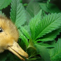 MOMENTS - BEEDEEZ (mid 20teens)