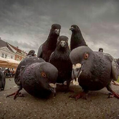 "Pigeons" (exclusive) @100greedydeesy x @OG_Smitty x @regookaybet