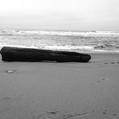 Wildcat Beach Driftwood Rolled Back Out To Sea.