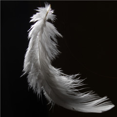 White Caresse