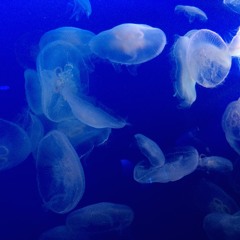 シースルー(demo ver. LIMITED!!)