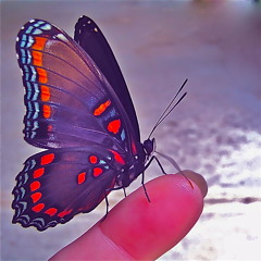 Mariposa