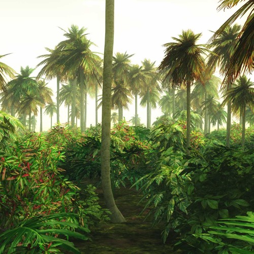 Cloud Forest