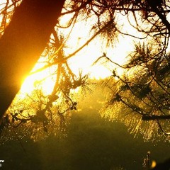 JLeake - Sunrise On Pine