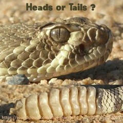 Heads or Tails ? - Mojave Rattlesnake
