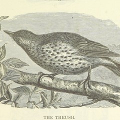 Song Thrush song, Dyfed, October 1992