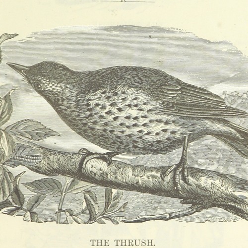 Song Thrush song, Dyfed, October 1992