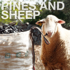 Pines and Sheep