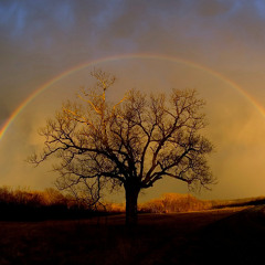 Somewhere Over The Rainbow (Israël Kamakawiwo'ole)