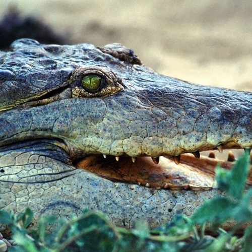 SUPER BADMAN DISCO VOL 1