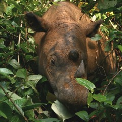 Lullaby Of The Leaves