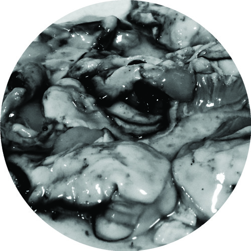 C POWERS - OYSTERS [proper-008] - 1Q 2015