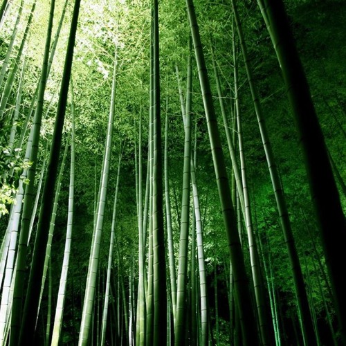 Chong Kee Yong : Timeless Echo's for cello and electronics - Arne Deforce Live