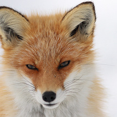 FUXX - VBT Qualifikation 2015 (Instrumental)