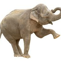 Elephant Dance
