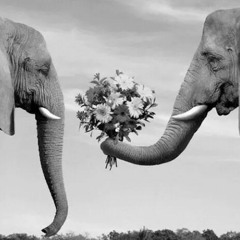 Lira Caê - Canção sem título, sobre ela