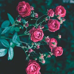 فيِ حُلّةٍ حَمراء