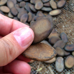 Qual a diferença entre muda de semente e enxertada?