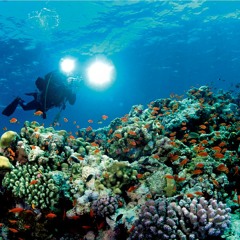 The Mariana Trench