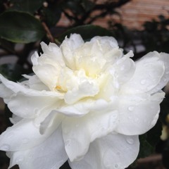 รวมน้ำใจมช