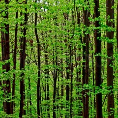 Olexa - Ancient Forest