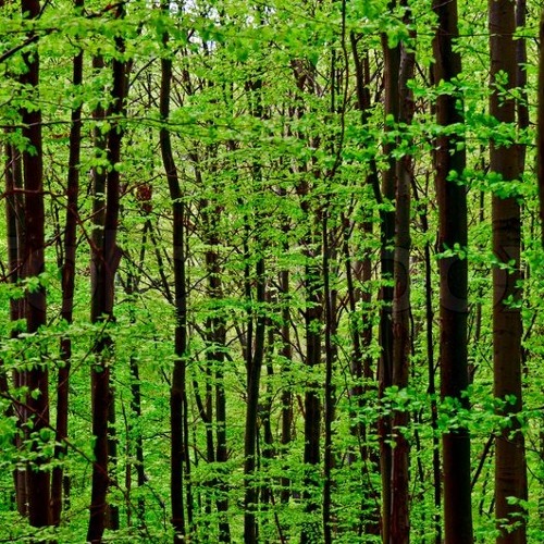 Olexa - Ancient Forest