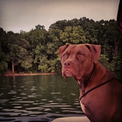 In The Wilderness