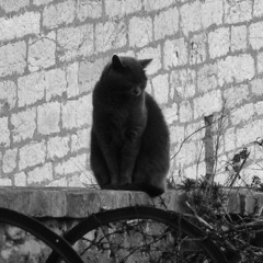 The Perugia Cats on Walls List