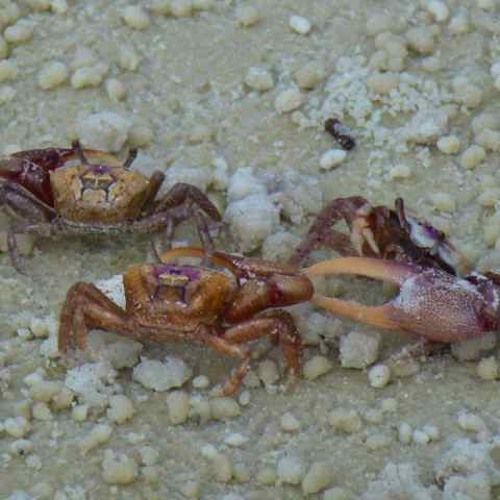 Freebie Mix 51-C - Live Set Info & Free DL