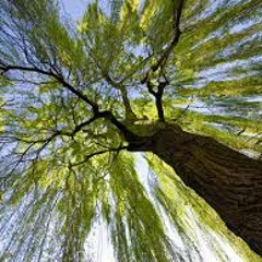 There She Goes (La's Cover)