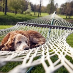 Ambient / Chill Sets