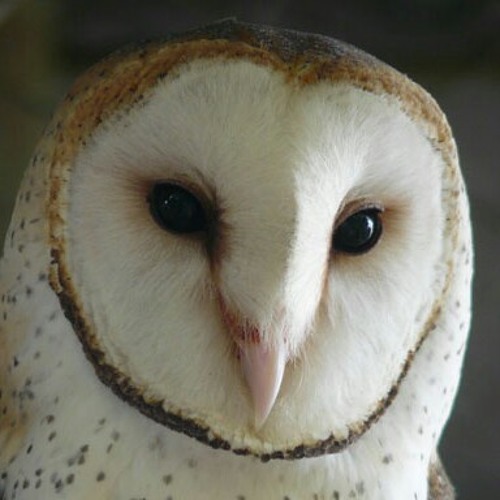 Little Dragons - Ritual Unions sango mix