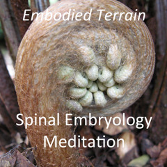 Spinal Embryology Meditation Sample