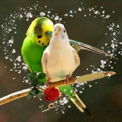 صلوات صلوات على محمد