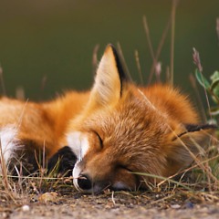 Gruppe 2 - The Pros And Cons Of Being A Sugar Daddy