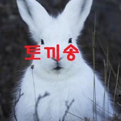 토끼송