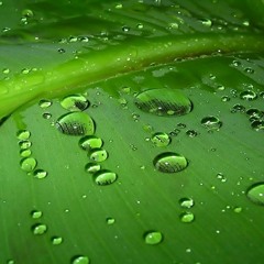 Like Rain, Like Music - Richard Clayderman