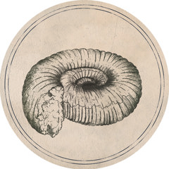 Roberto - Prolecanites [Fossil Archive 001A]