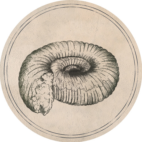 Roberto - Prolecanites [Fossil Archive 001A]