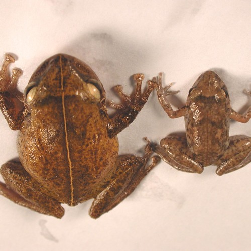 Stream One individual coqui frog by Early Detection Listen online for