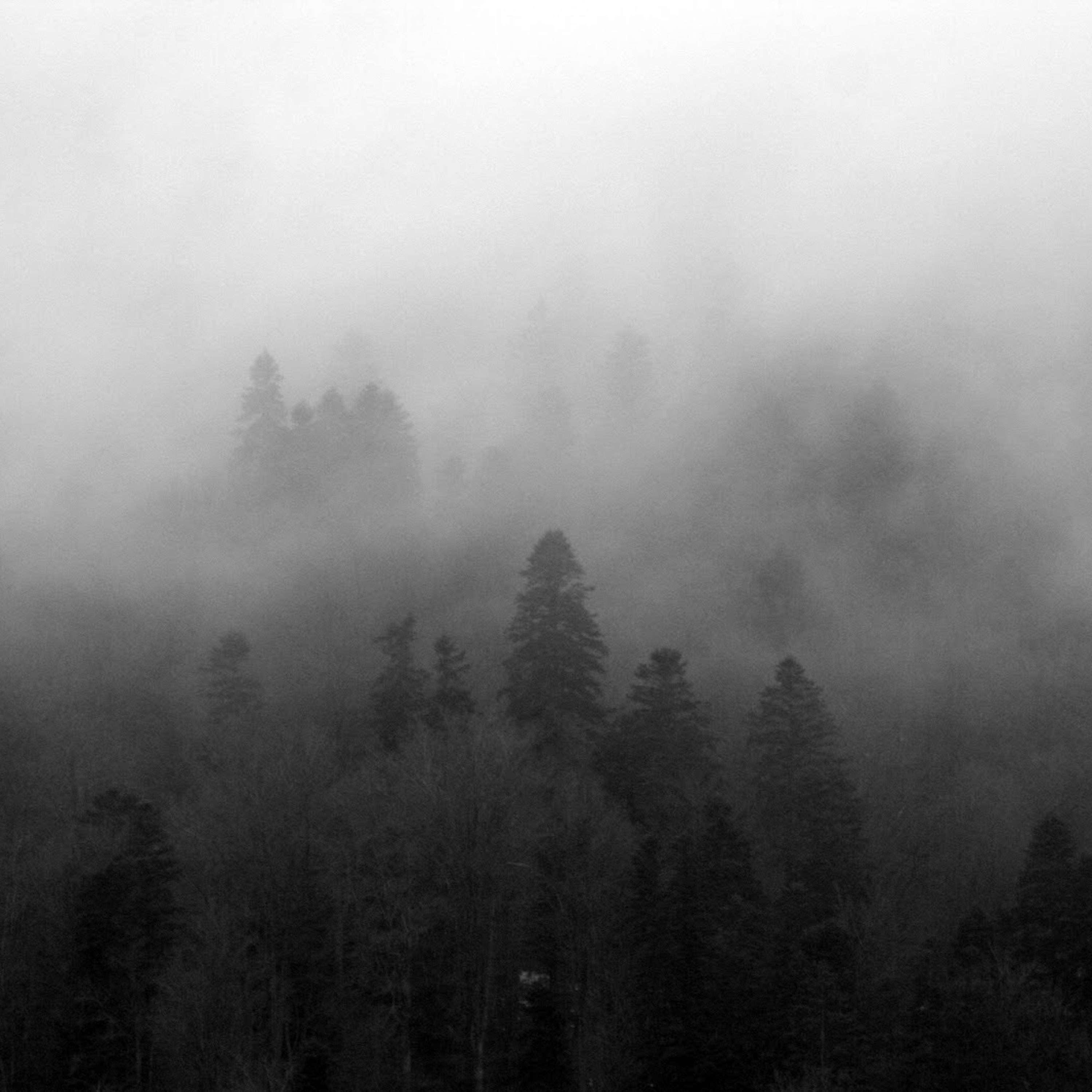 The Forest episode artwork