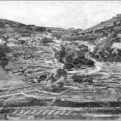 Herb Indika x Dawn Of The Apes