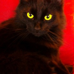 NEWtakeBOBCATageJAN2015.MP3