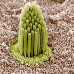 Stereocillia  / You'd Think There'd Be Marks