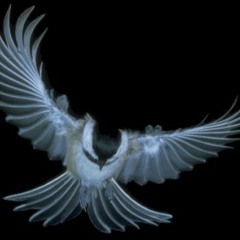 Dream Flight (Original)