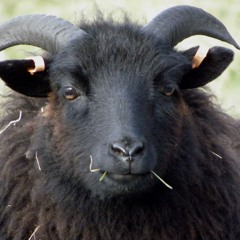Baa Baa Black Sheep