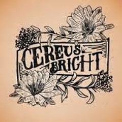 Cereus Bright - Stella