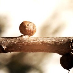 Red Kartel - Ayfer Kurusa (Clip)