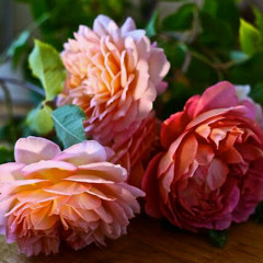 Nicolae Guta - Spune-mi